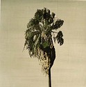 Clay Wagstaff (LA), Palms no. 19
2016, oil on paper