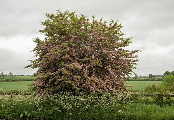 Susanna Howe - Burst, edition of 9, 2017 c-print 35 1/2 x 55 1/2 inch image / 39 1/4 x 59 1/2 inch paper / 40 3/4 x 61 inch frame HOWE008