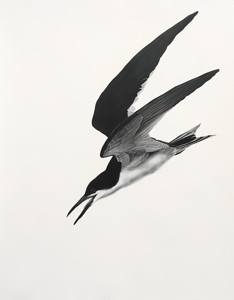 Shelley Reed
Black Skimmer/Roseate Tern (after Audubon), 2017
REE153
oil on paper, 51 x 40.5 inches