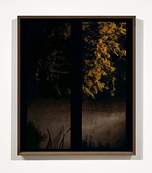 Work: Jason Frank Rothenberg Acacia #1, ed of 8, 2020 archival pigment print 50 x 42 inches / 51 x 43 inches framed JFR022