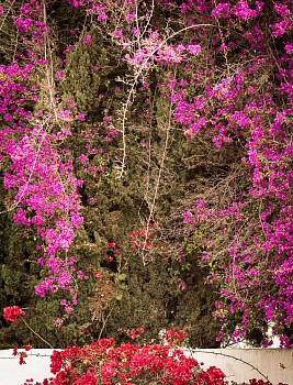 Susanna Howe - Bougainvillea, ed. of 9, 2017 c-print 57 1/2 x 41 inch paper / 50 x 33 inch image / 59 1/4 x 42 1/2 inch frame HOWE010