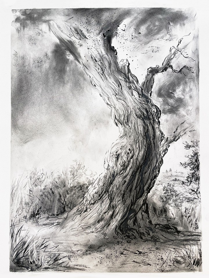 Rick Shaefer
Tree Study #4, 2021
shaef086
charcoal dust, liquid charcoal and pencil on paper, 30 x 22 1/2 inch paper / 25 3/4 x 18 1/2 inch image