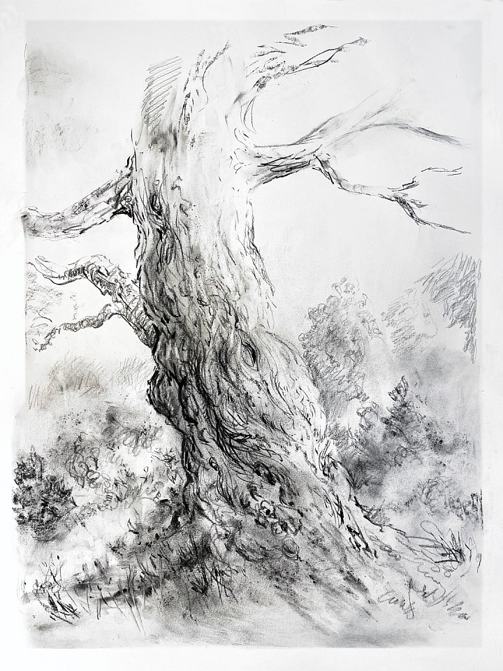 Rick Shaefer
Tree Study #3, 2021
shaef085
charcoal dust, liquid charcoal and pencil on paper, 30 x 22 1/2 inch paper / 26 1/2 x 20 inch image