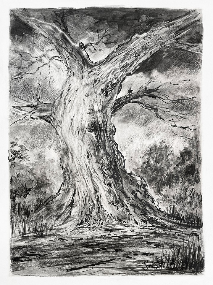 Rick Shaefer
Tree Study #2, 2021
shaef084
charcoal dust, liquid charcoal and pencil on paper, 30 x 22 1/2 inch paper / 25 x 18 1/2 inch image