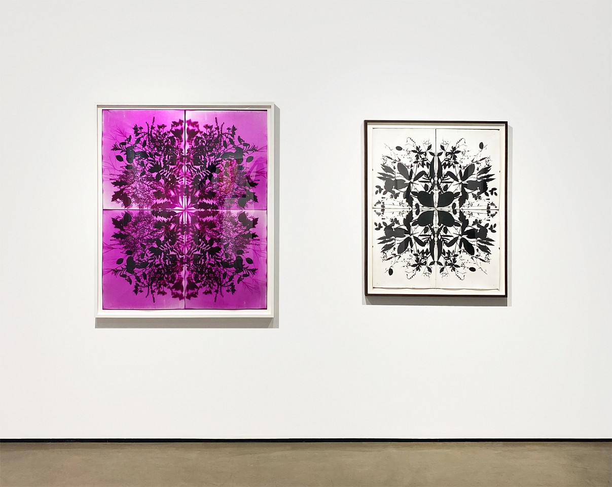 Wendy Small
Wendy Small Installation Shot, 2018
SMA289+282
photogram
Remedy McCarren Park w/ Mike, color photogram, 51 1/2 x 43 1/2 inch frame
Remedy Indian Lane I, black and white photogram, 43 1/2 x 35 1/2 inch frame