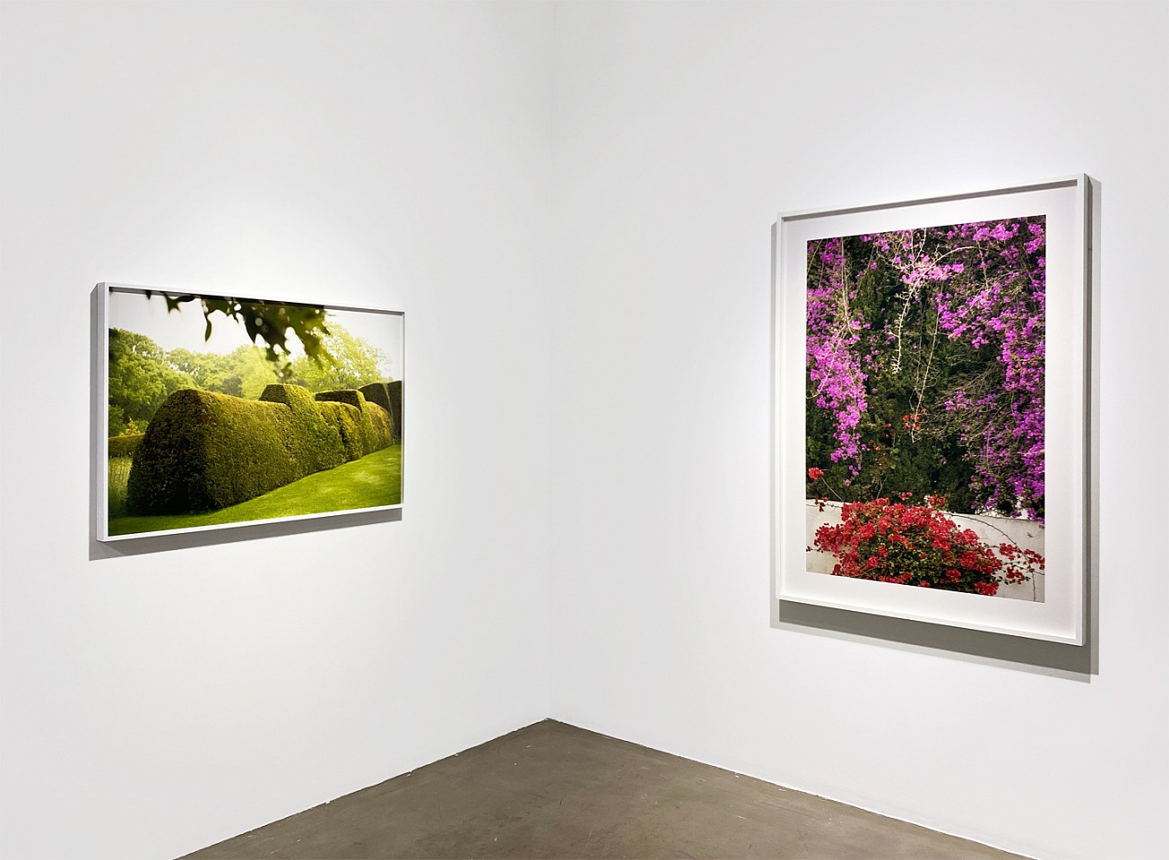 Susanna Howe
Susanna Howe Installation Shot, 2021
Lie Down at Dixter, ed. of 9, 2017
Bougainvillea, ed. of 9, 2017