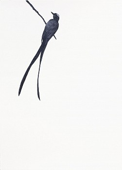 Work: Shelley Reed (LA) Fork-tailed Kingbird (after Audubon), 2021 oil on paper 41 x 29 1/2 inches REE208