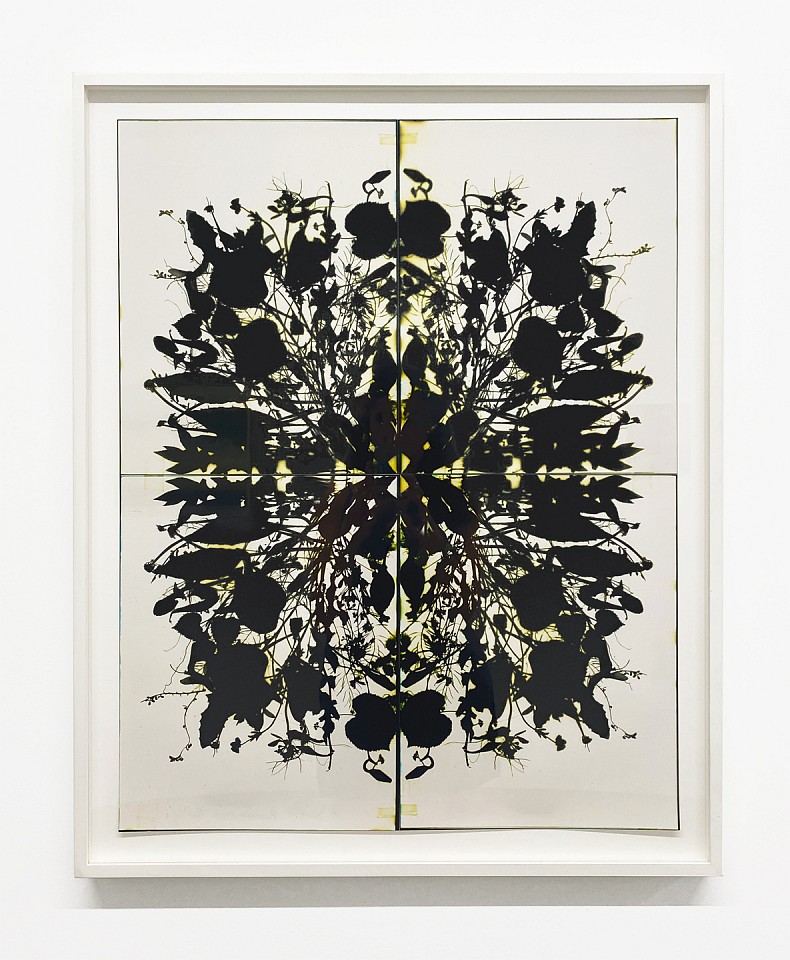 Wendy Small
Remedy 2022 Party, 2022
SMA330
color photogram, 22 x 28 inches / 25 x 31 inches framed
Frame + $500.00