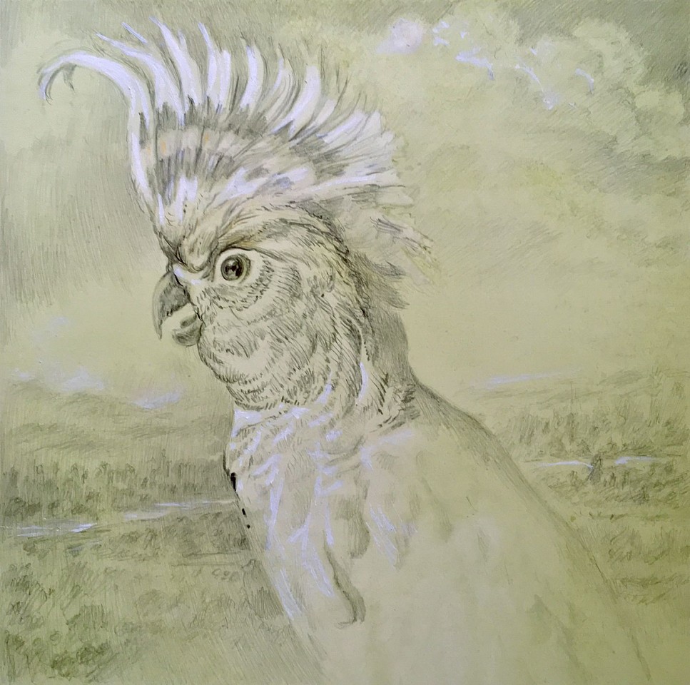 Rick Shaefer
Major Mitchell's Cockatoo, 2020
shaef076
graphite and highlight on toned Canson paper, 20 x 16 inches
