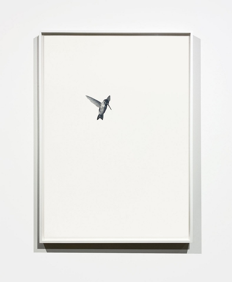 Shelley Reed
Hummingbird 20, 2020
REE240
oil on paper, 41 1/2 x 29 1/2 inches