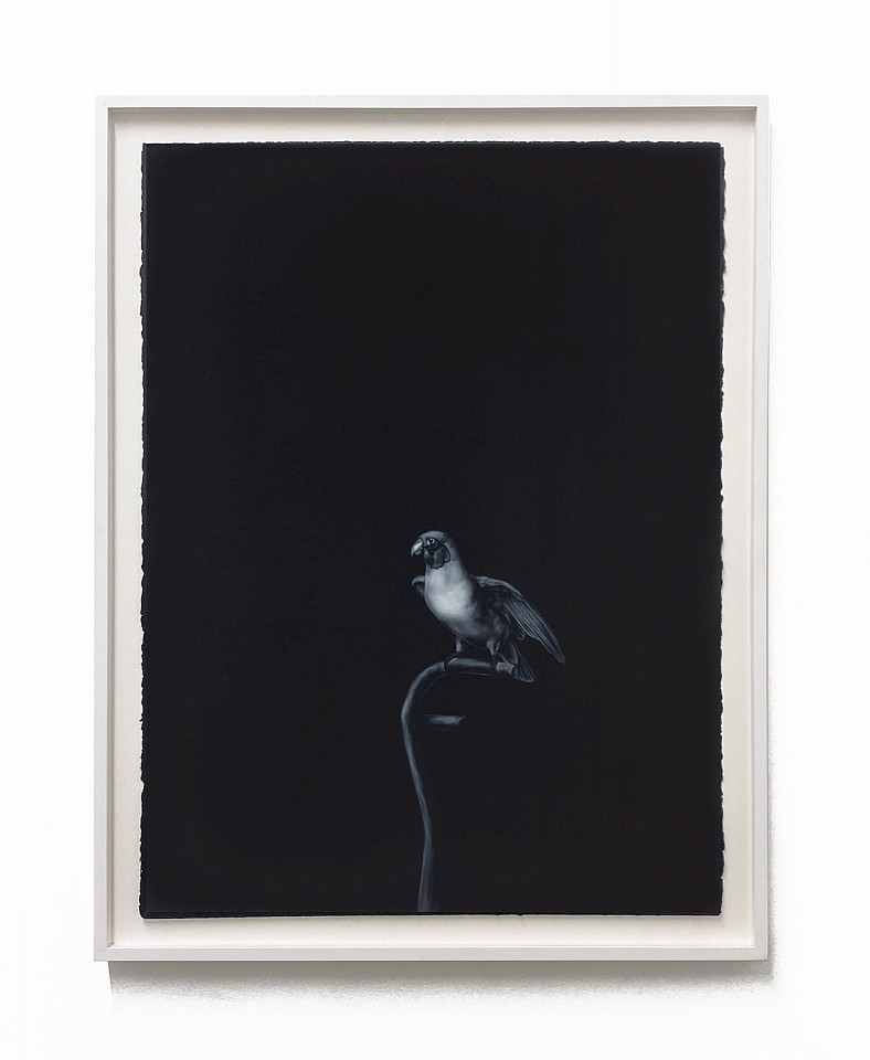 Shelley Reed
Red-Cheeked Parrot, 2023
REE267
oil on paper, 30 x 22 inches / 33 1/4 x 26 inches framed