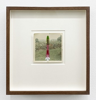 Randi Malkin Steinberger -&nbsp;Rosey Too, 2016 vintage photograph and nail polish 3 1/2 x 3 1/2 inches image / 10 x 9 1/2 inches framed Stein338