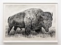 Rick Shaefer, Bison XIII
2024, charcoal on gessoed vellum