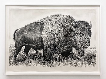 Work: Bison XIII, 2024 charcoal on gessoed vellum 53 x 75 inches / 57 3/4 x 79 3/4 inches framed shaef120