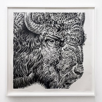 Work: Bison Head, 2024 charcoal on gessoed vellum 42 x 42 inches / 46 x 46 inches framed shaef121