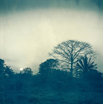 Thomas Hager -&nbsp;Costa Tree Moonrise, 2024 archival pigment print 42 1/2 x 42 inches HAG694