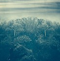 Thomas Hager, Mountain Side Trees With Sea Sky
2024, archival pigment print