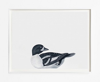 Work: Barrow's Goldeneye (after Audubon), 2024 oil on paper 22 x 30 inches / 26 x 33 1/4 inches framed REE290