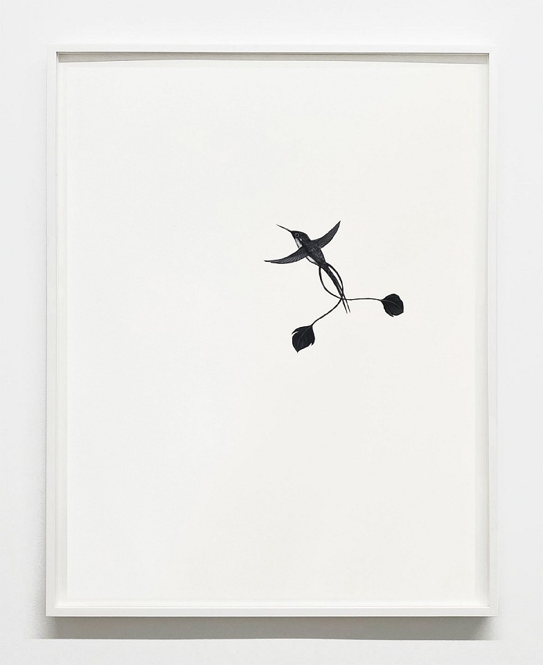 Shelley Reed
Loddiges' Racquet Tail, 2024
ree319
oil on paper, 30 x 22 1/2 inches