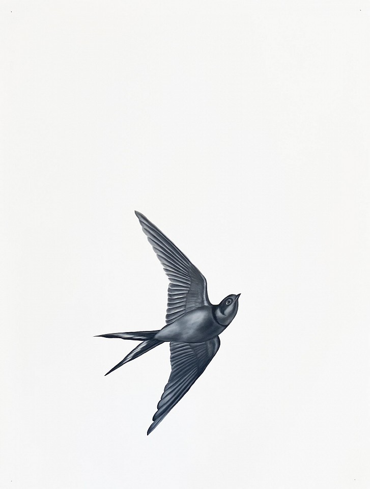 Shelley Reed
Swallow 2 (after Menaboni), 2022
ree344
oil on paper, 30 x 22 1/2 inches