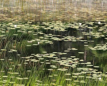 Thomas Hager -&nbsp;Ecosystem, 2025 archival pigment print 42 x 52 inches HAG701