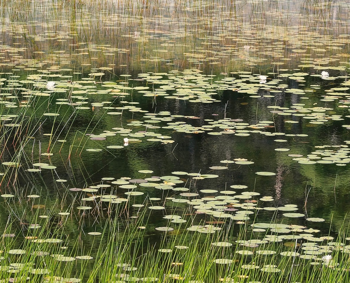 Thomas Hager
Ecosystem, 2025
HAG701
archival pigment print, 42 x 52 inches