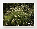 Susanna Howe, I Am Scabious Yellow
2025, c-print