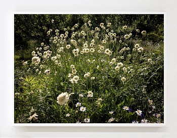 Work: Susanna Howe I Am Scabious Yellow, 2025 c-print 41 x 57 1/2 inches / 42 1/2 x 59 1/4 inches framed HOWE013