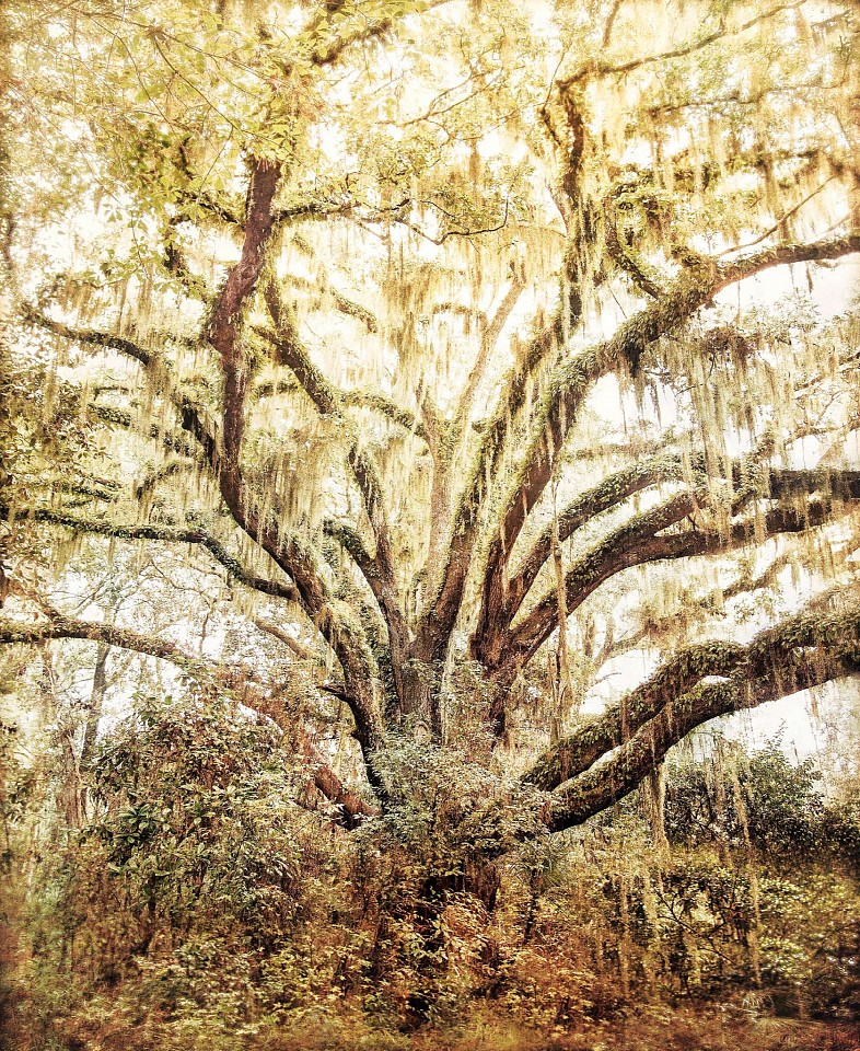Thomas Hager
Live Oak Study II, 2026
HAG708
archival pigment print, 60 x 49 1/2 inches