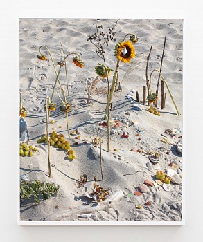 Work:&nbsp;Tyler Haughey Riis Tilden Sunflower, 2026 archival pigment print 50 x 40 inches HAUGH044