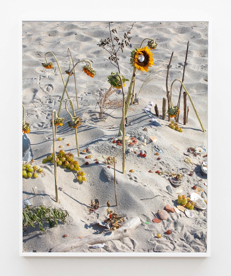 Tyler Haughey
Riis Tilden Sunflower, 2026
HAUGH044
archival pigment print, 50 x 40 inches